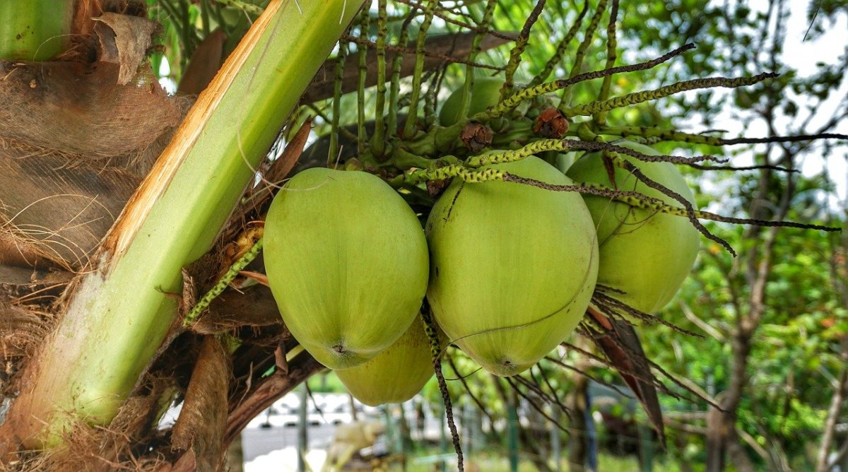 How Tuba and Bahalina, Also Known as Coconut Wine, Are Made Delishably