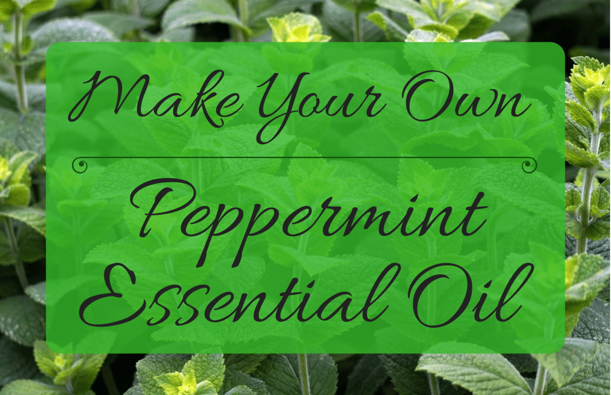How to Make Your Own Peppermint Essential Oil HubPages