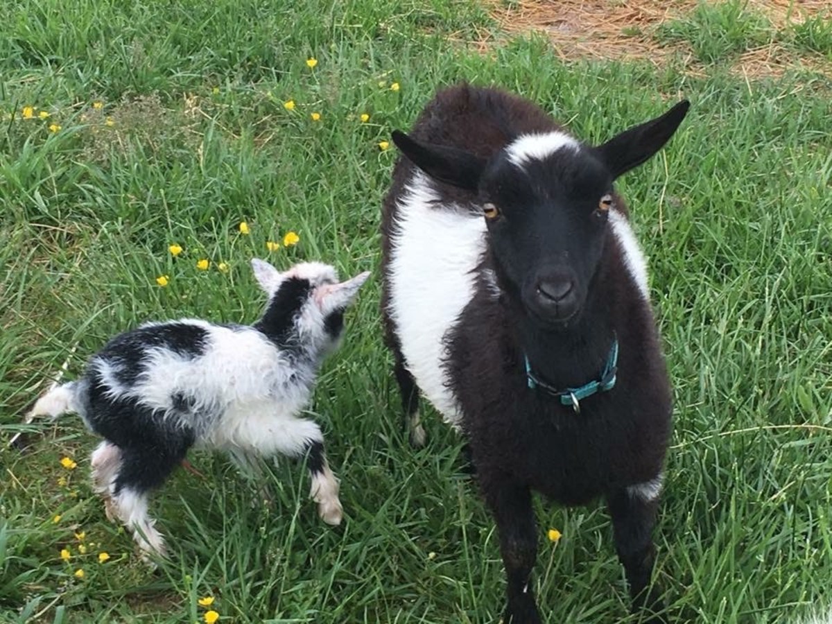 The Pros and Cons of BottleFeeding a Baby Goat PetHelpful