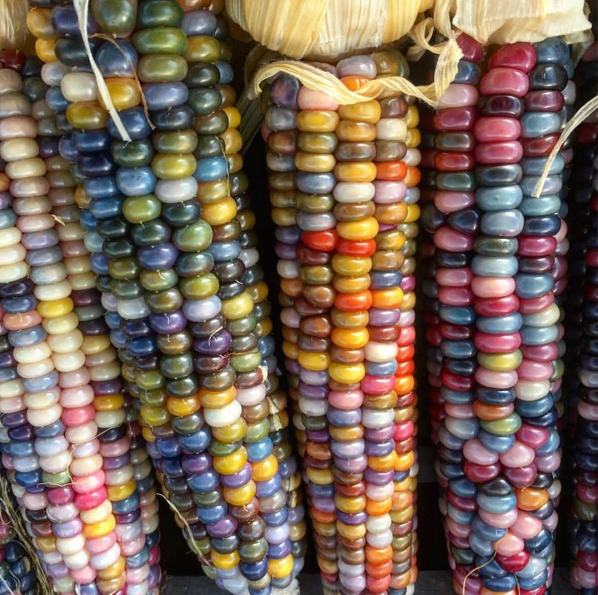 How to Grow, Harvest, Dry, and Cook Beautiful Glass Gem Corn Dengarden