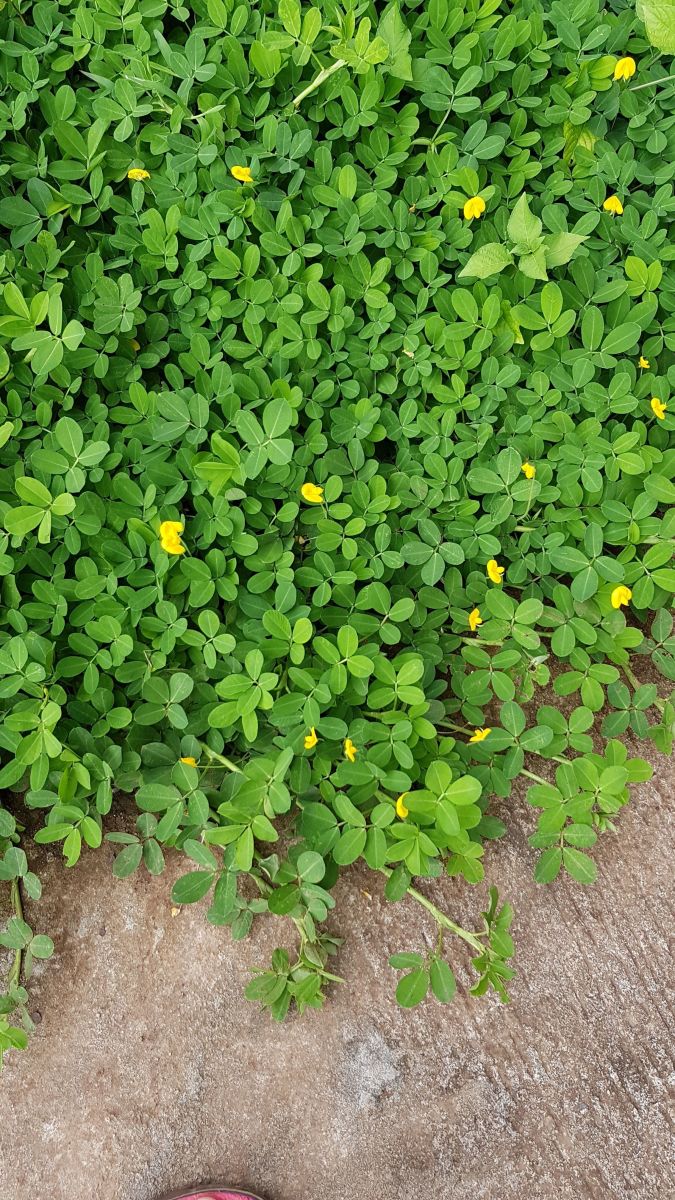 Best Ground Cover Plants for Lawn Peanut Plant and Carabao Grass