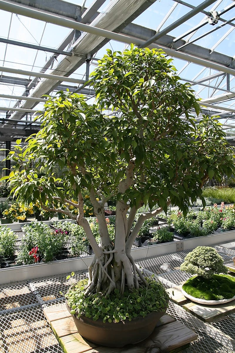 How to Grow a Ficus Tree (Weeping Fig) as a Houseplant Dengarden