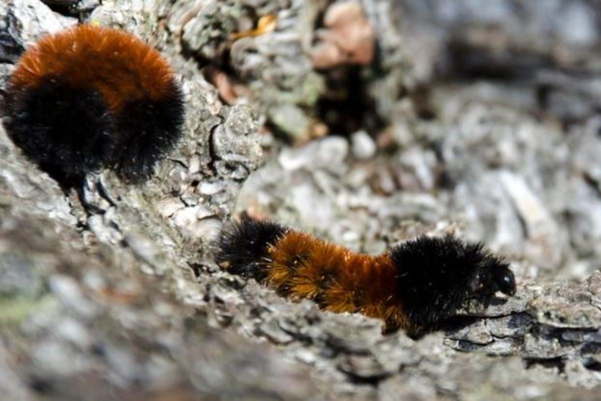 How Do Insects Survive Winter? Owlcation