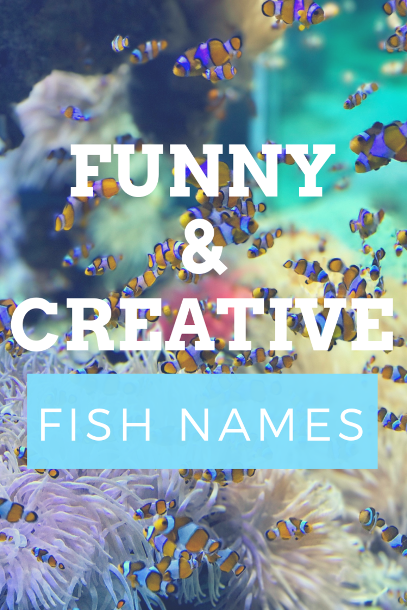 300+ Funny and Clever Fish Names PetHelpful