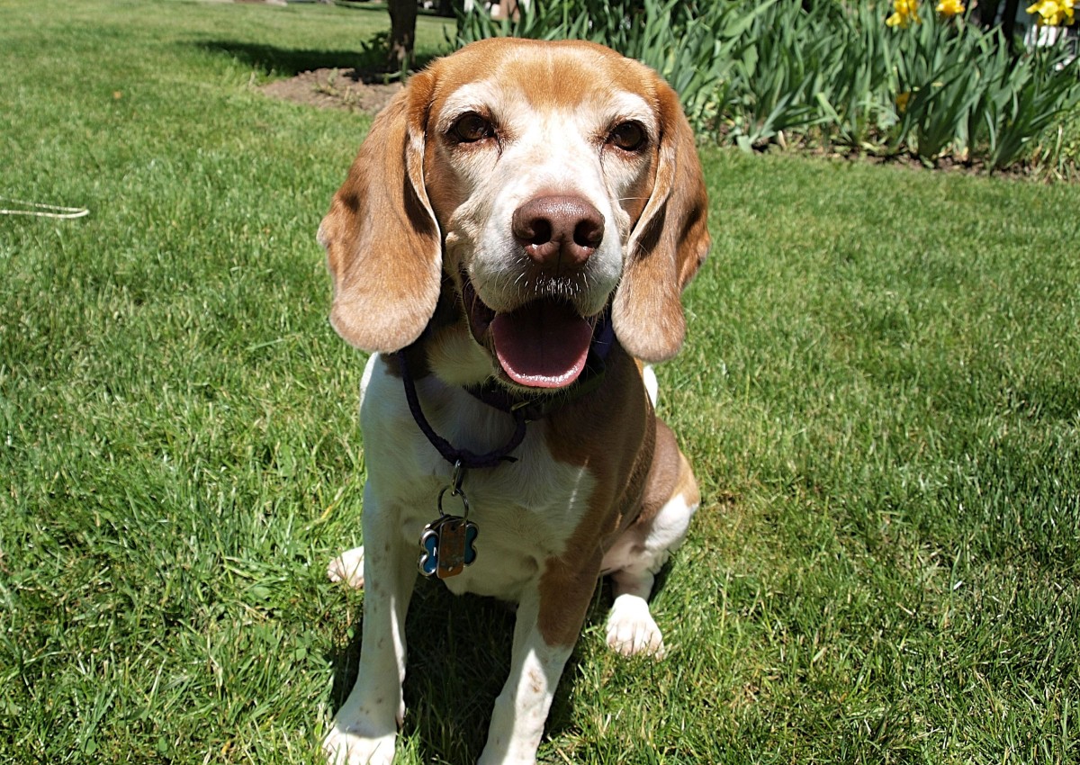 225+ Awesome Beagle Names PetHelpful