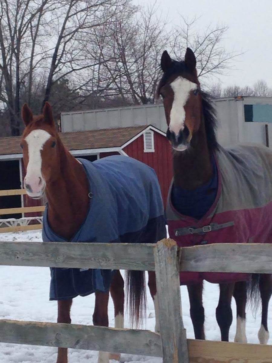 To Blanket or Not to Blanket Your Horse in the Winter? PetHelpful