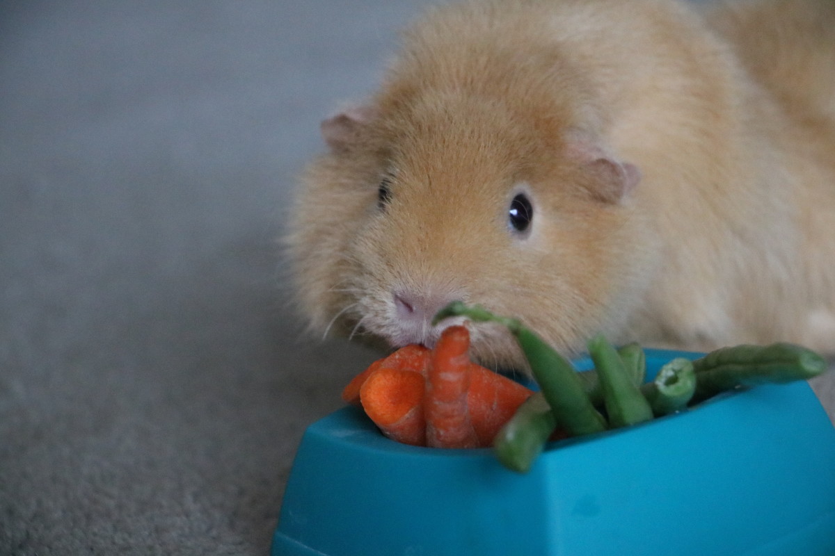 The Best Guinea Pig Diet PetHelpful