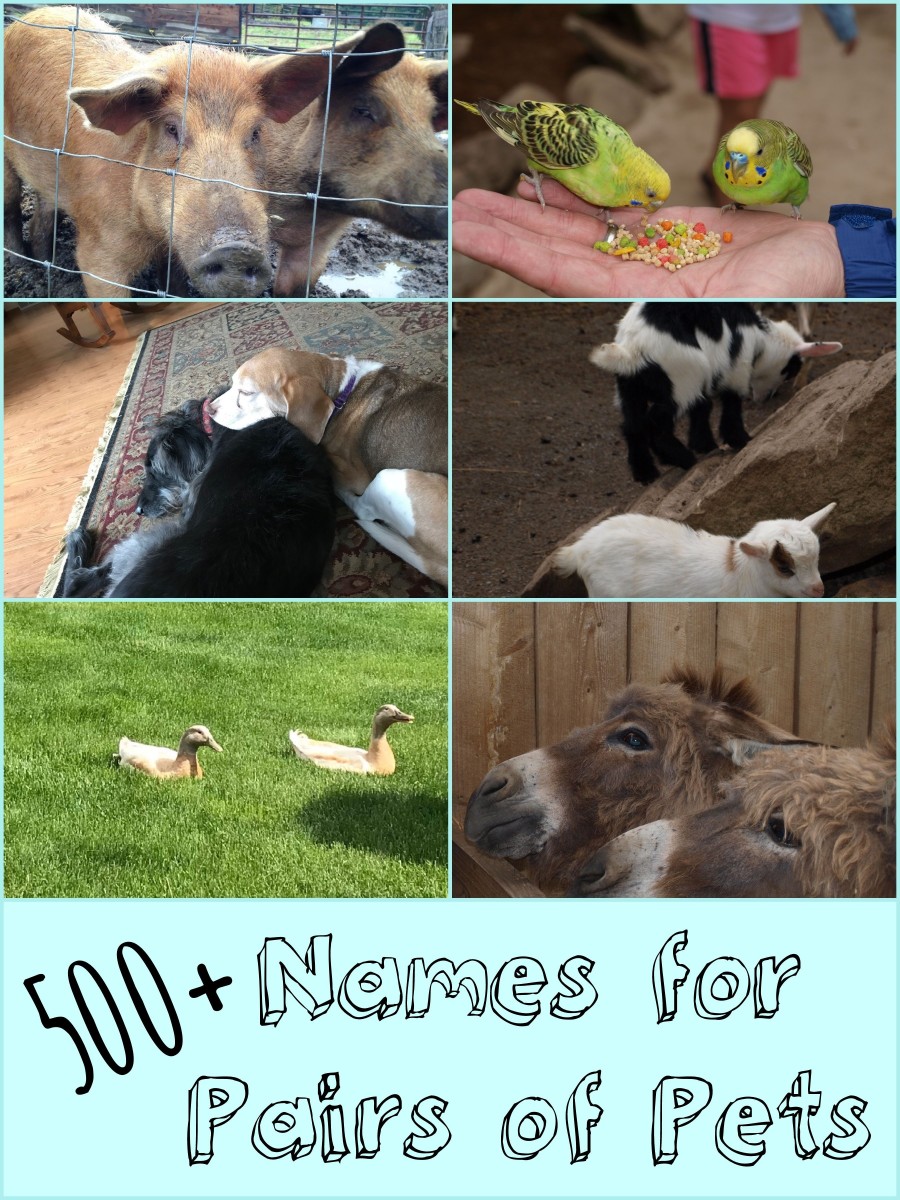 500+ Cute and Clever Names for Pairs of Pets PetHelpful