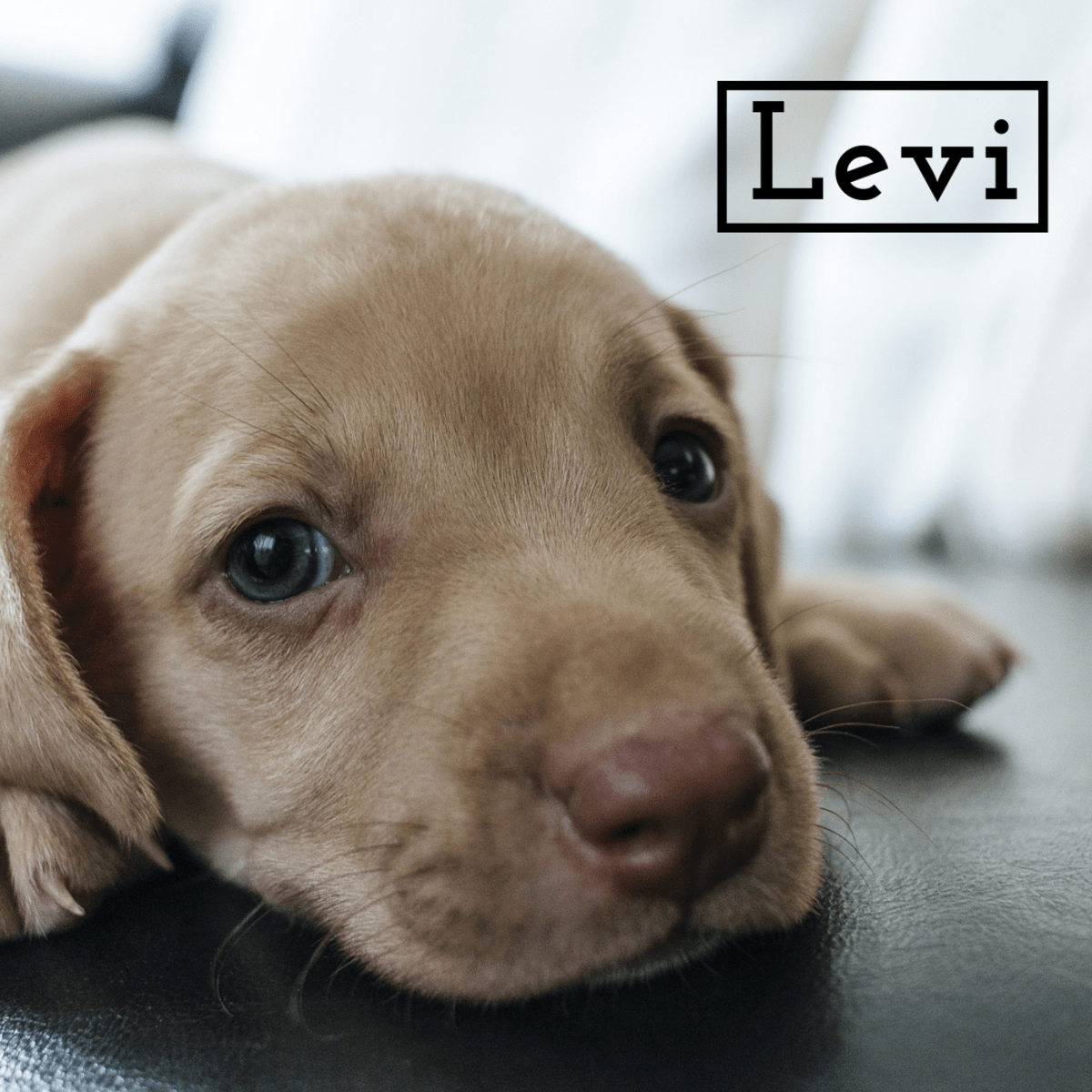 90 Unique Names for Dogs With Blue Eyes PetHelpful