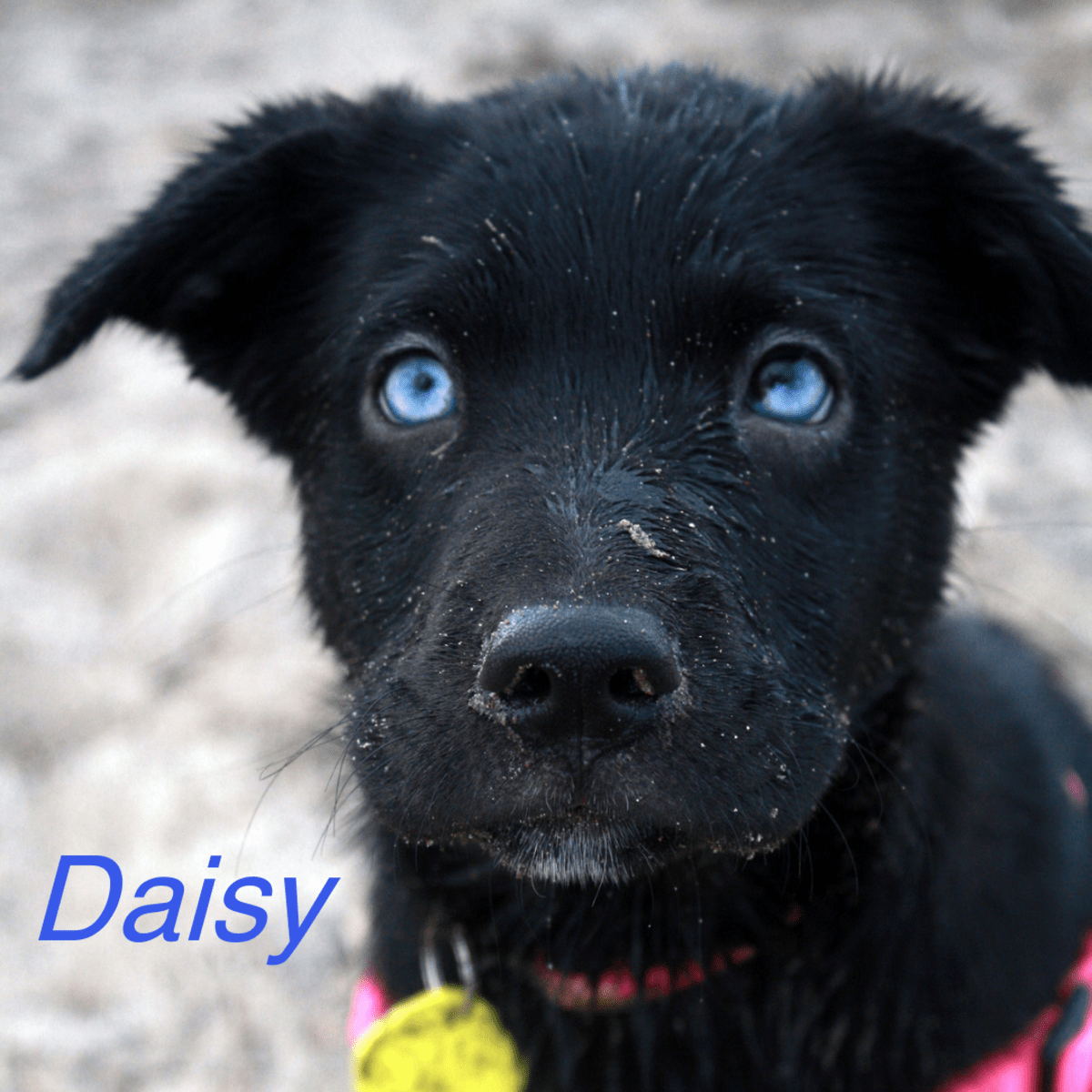 90 Unique Names for Dogs With Blue Eyes PetHelpful