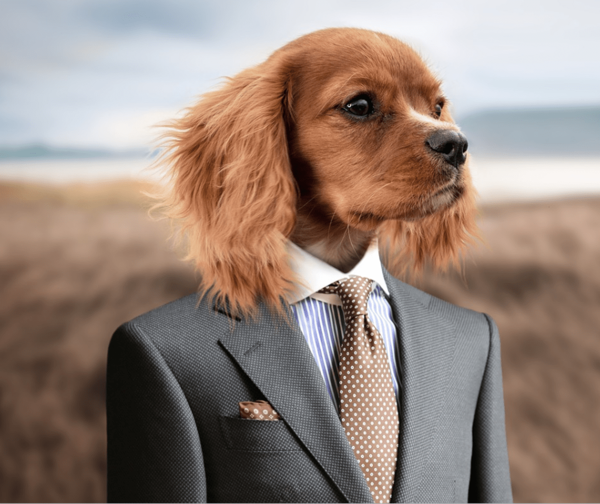 Understanding Your Dog's Teeth Chattering PetHelpful