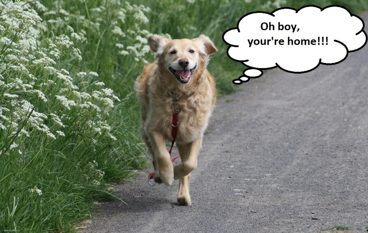 Understanding Your Dog's Teeth Chattering PetHelpful