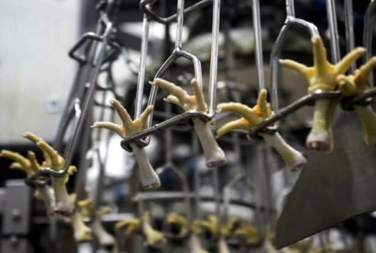 Natural Collagen Source From Chicken Feet, Really? HubPages