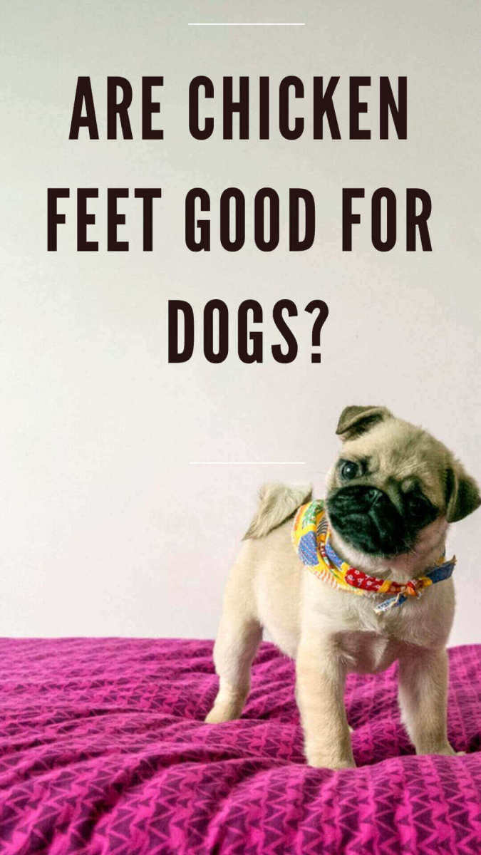 Chicken Feet for Dogs With Osteoarthritis PetHelpful