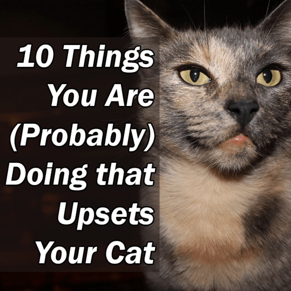 When Your Cat Dies Gentle Tips to Heal Your Grieving Heart PetHelpful