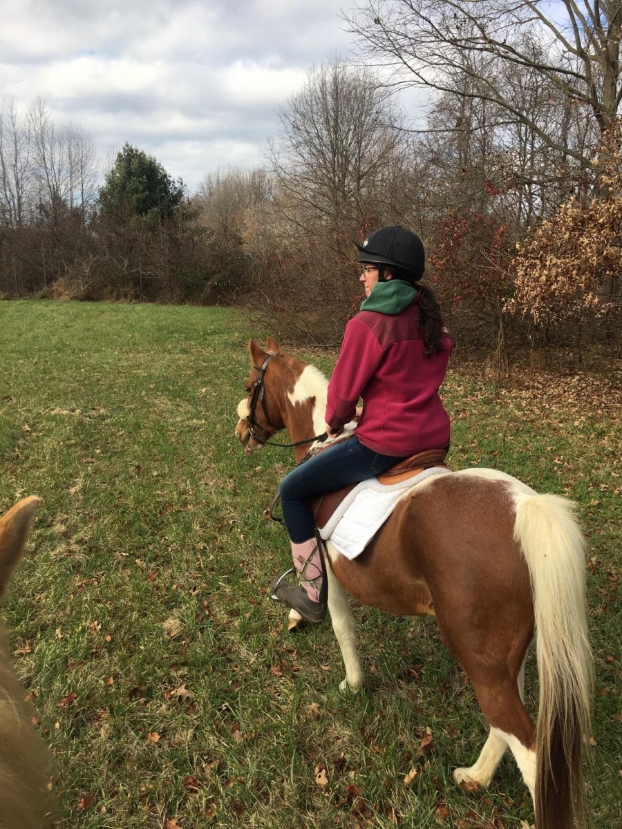 What Is a Grade Horse? PetHelpful