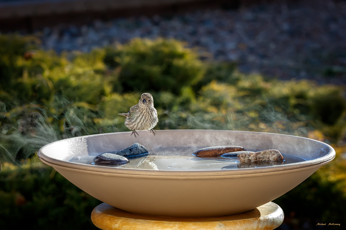 Why Heated Birdbaths Are Important During the Freezing Winter Months