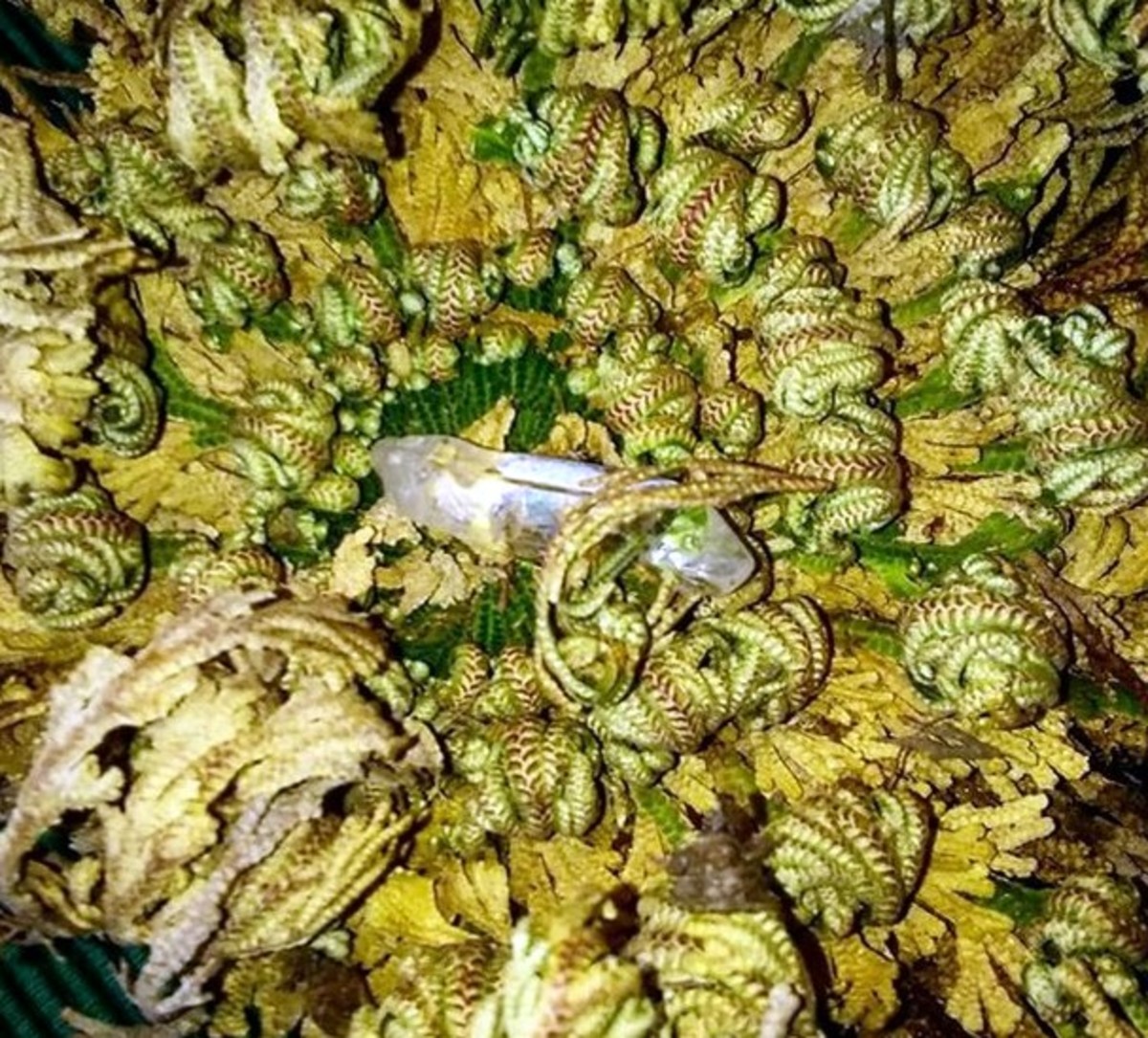 Lessons From the Rose of Jericho or Resurrection Plant HubPages