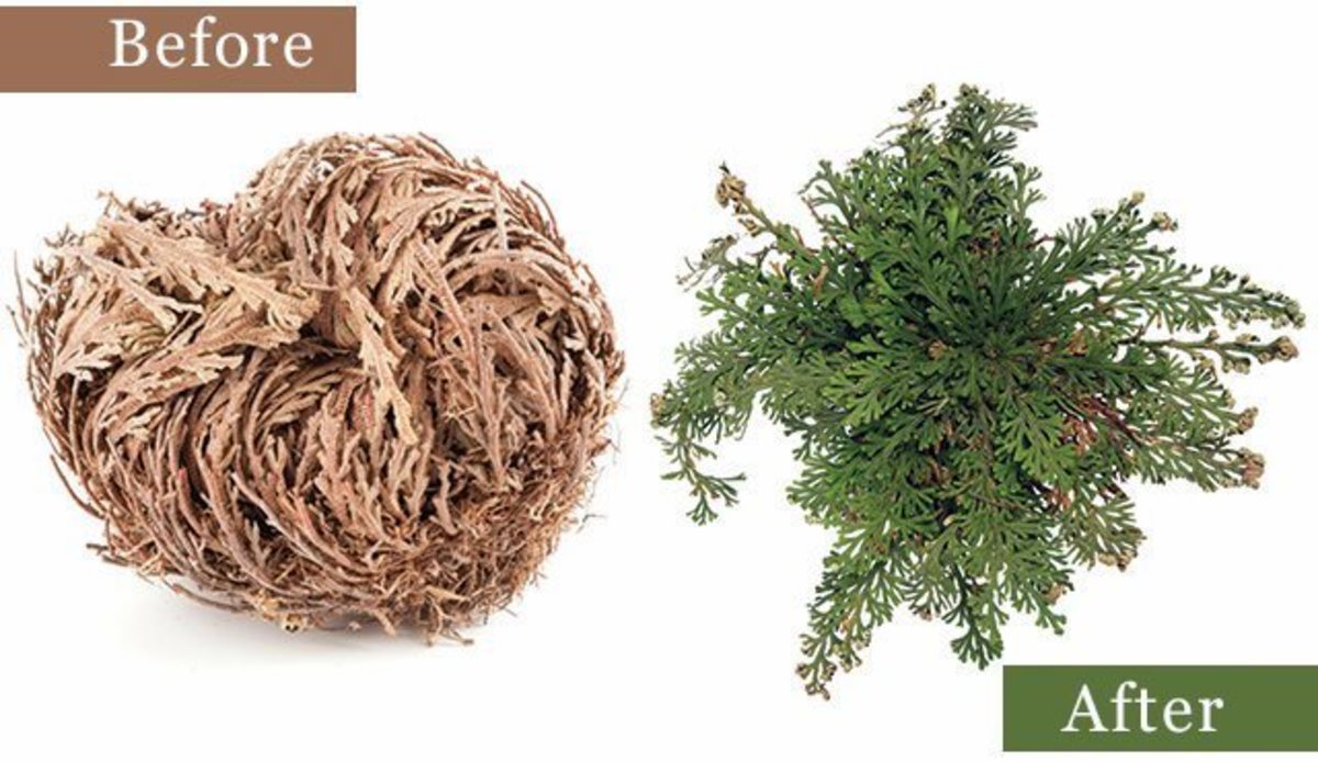 Lessons From the Rose of Jericho or Resurrection Plant HubPages
