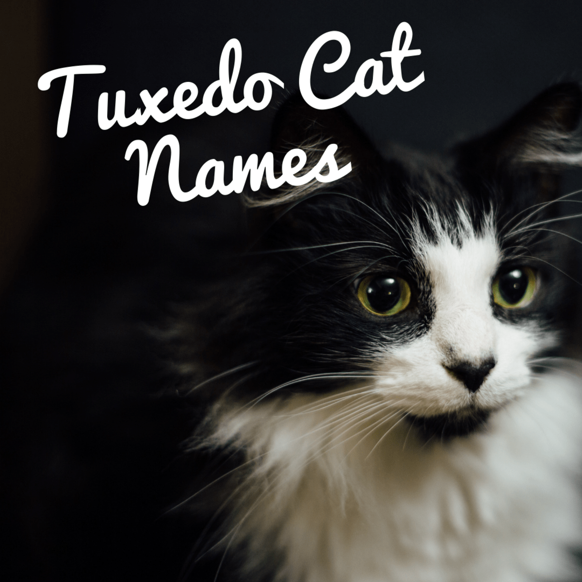 120+ Best Names for Black and White Tuxedo Cats PetHelpful
