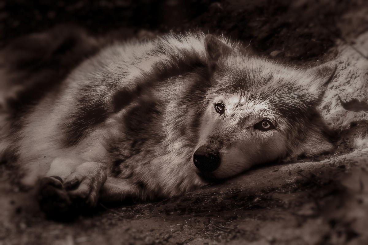 What Do Dreams About Wolves Mean? Exemplore