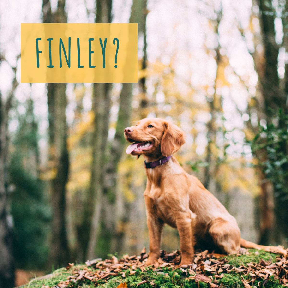 200+ Unique Brown Dog Names Chocolate and GoldenBrown PetHelpful