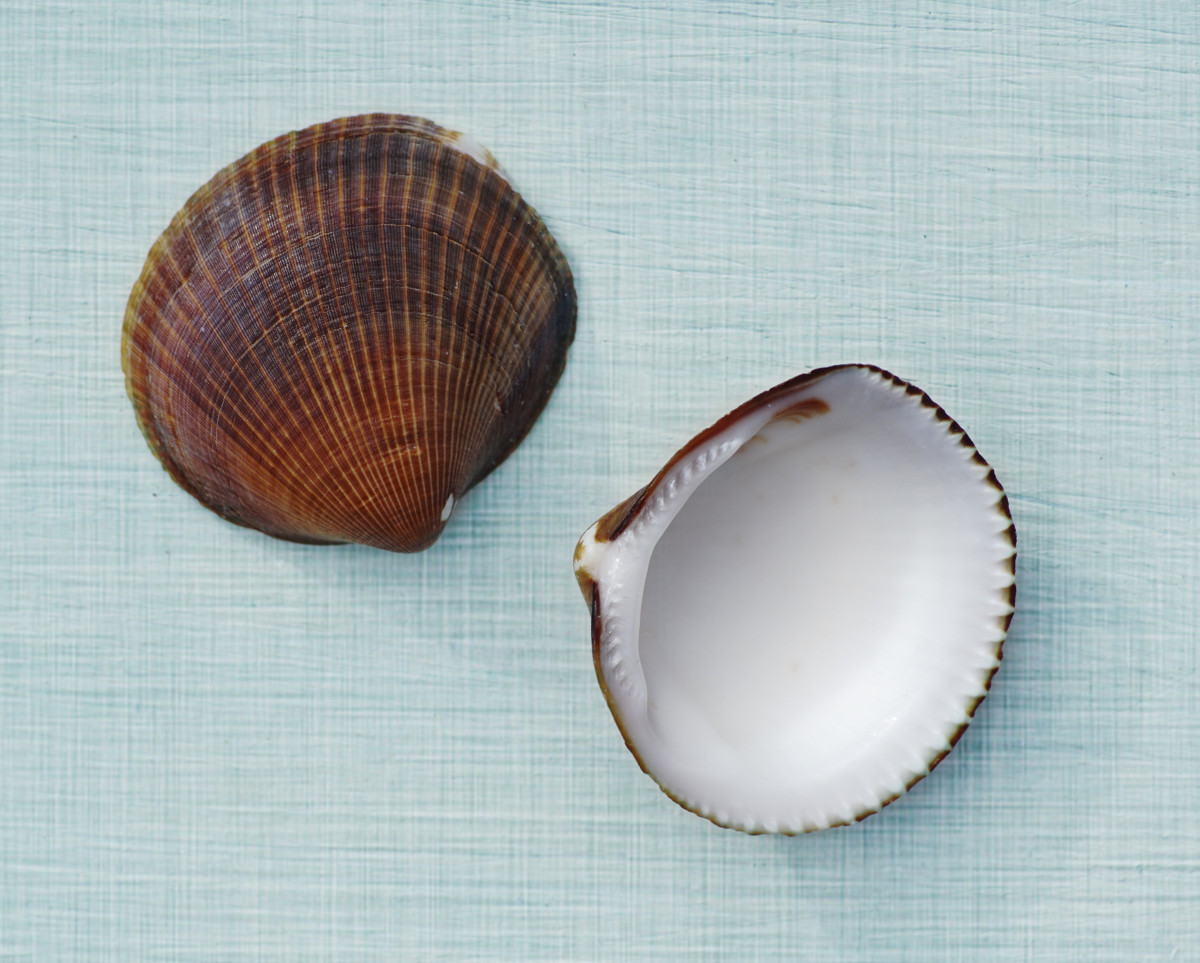Curious Collectors of Clam Shells; Identification and Interesting Facts