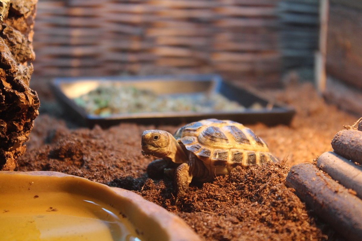 Small Tortoise Breeds You Can Keep as Pets HubPages