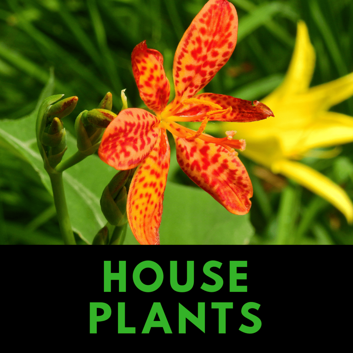 25 of the Best Plants for Indoor Hydroponic Gardens Dengarden