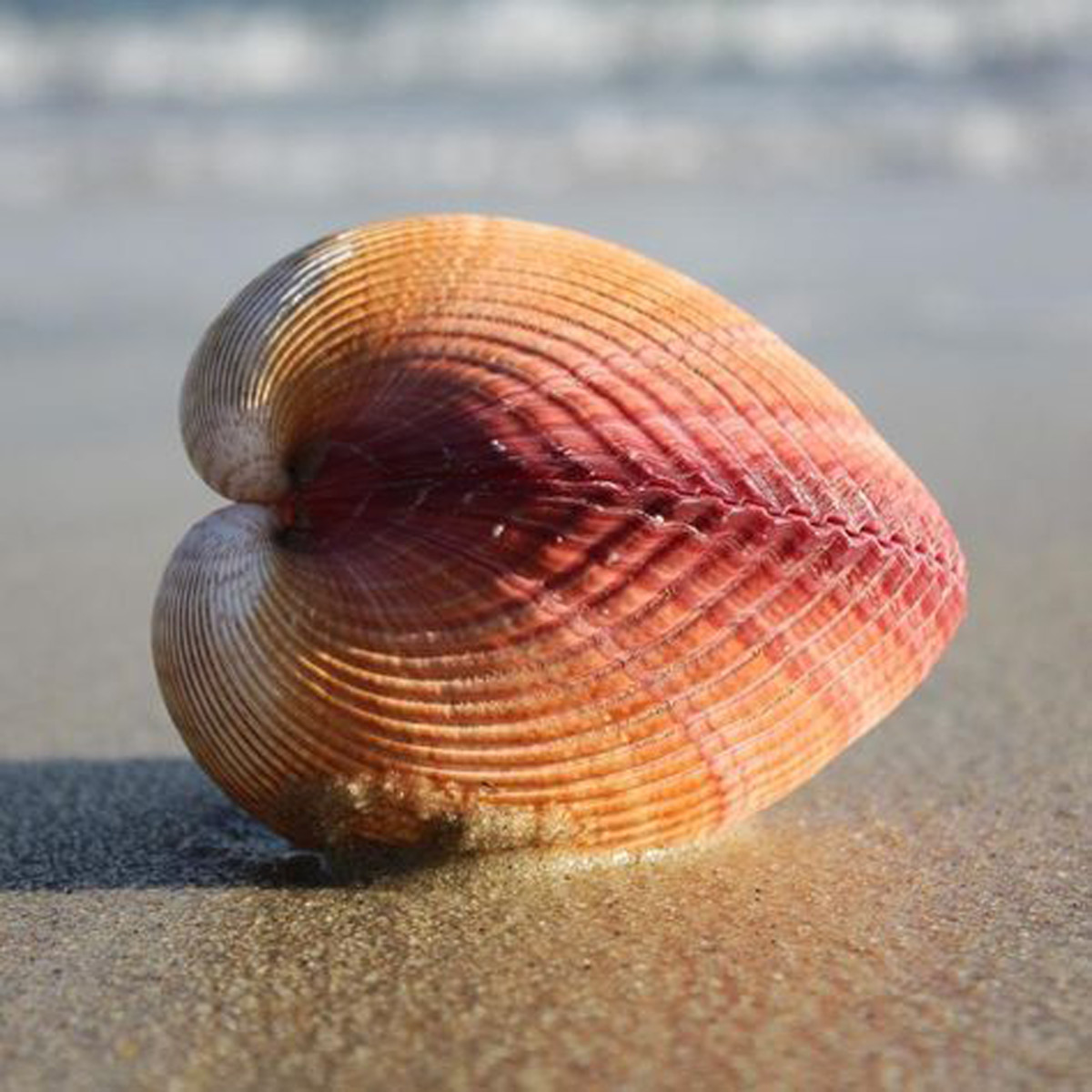 Curious Collectors of Clam Shells; Identification and Interesting Facts