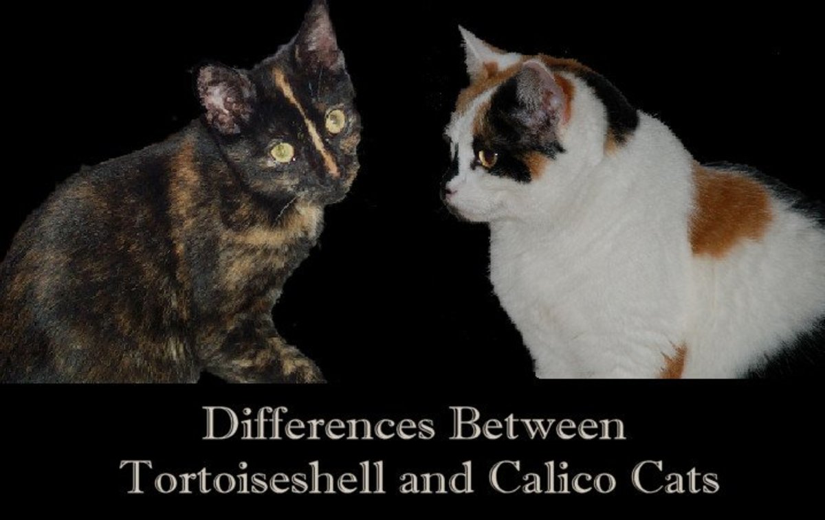 Differences Between Tortoiseshell and Calico Cats PetHelpful