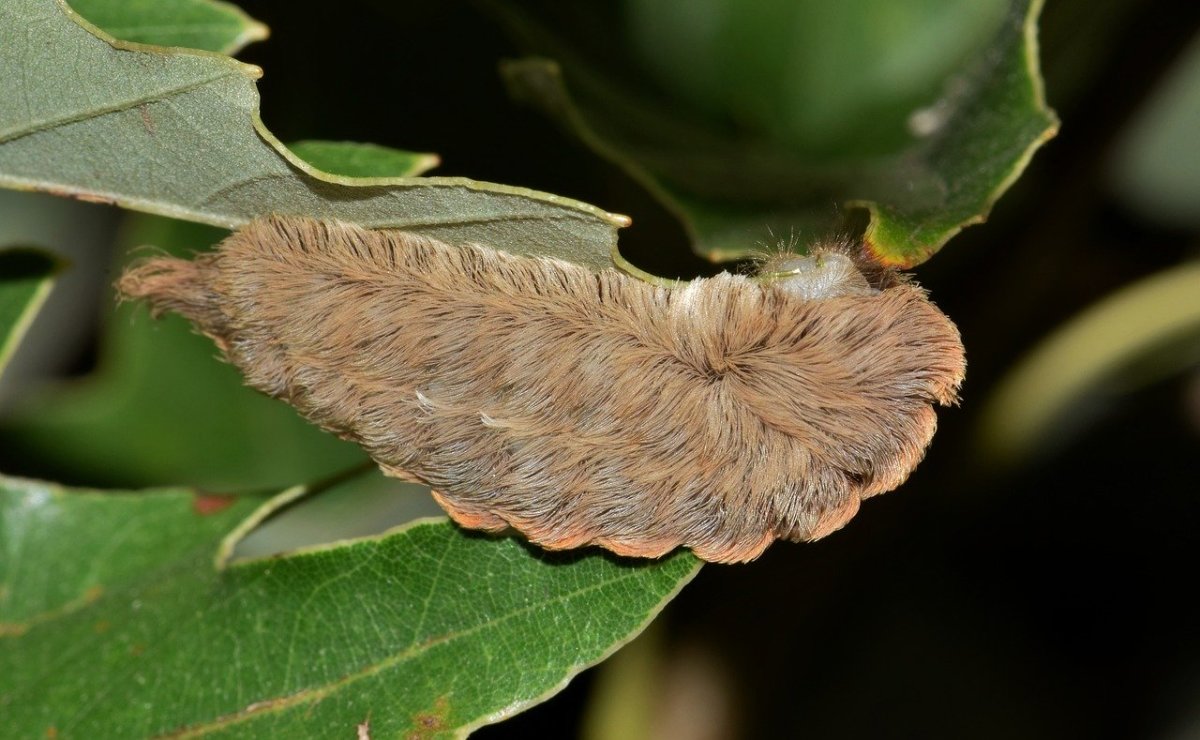 Caterpillar Identification Guide 40 Species With Photos and