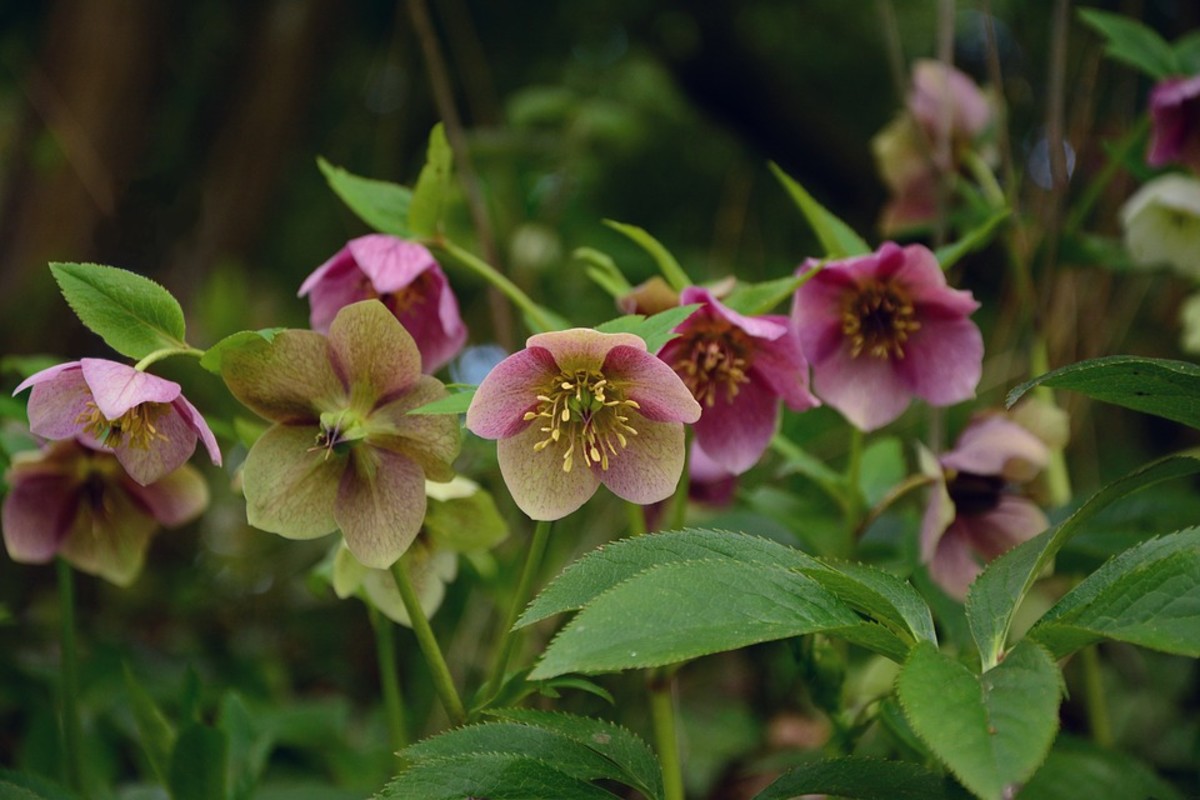 How to Grow Hellebores (Lenten Rose), a Cottage Garden Favorite Dengarden