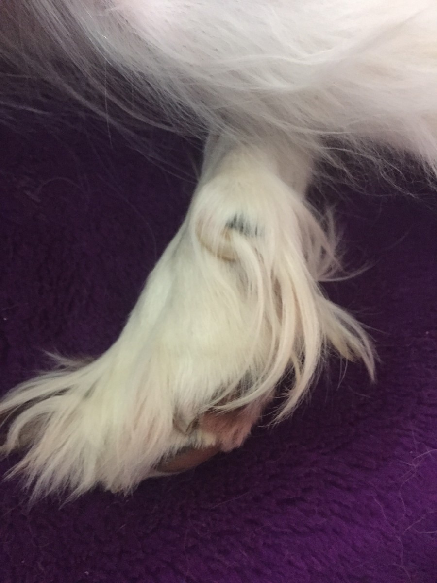 What Are Dewclaws and Do Dogs Need Them? PetHelpful