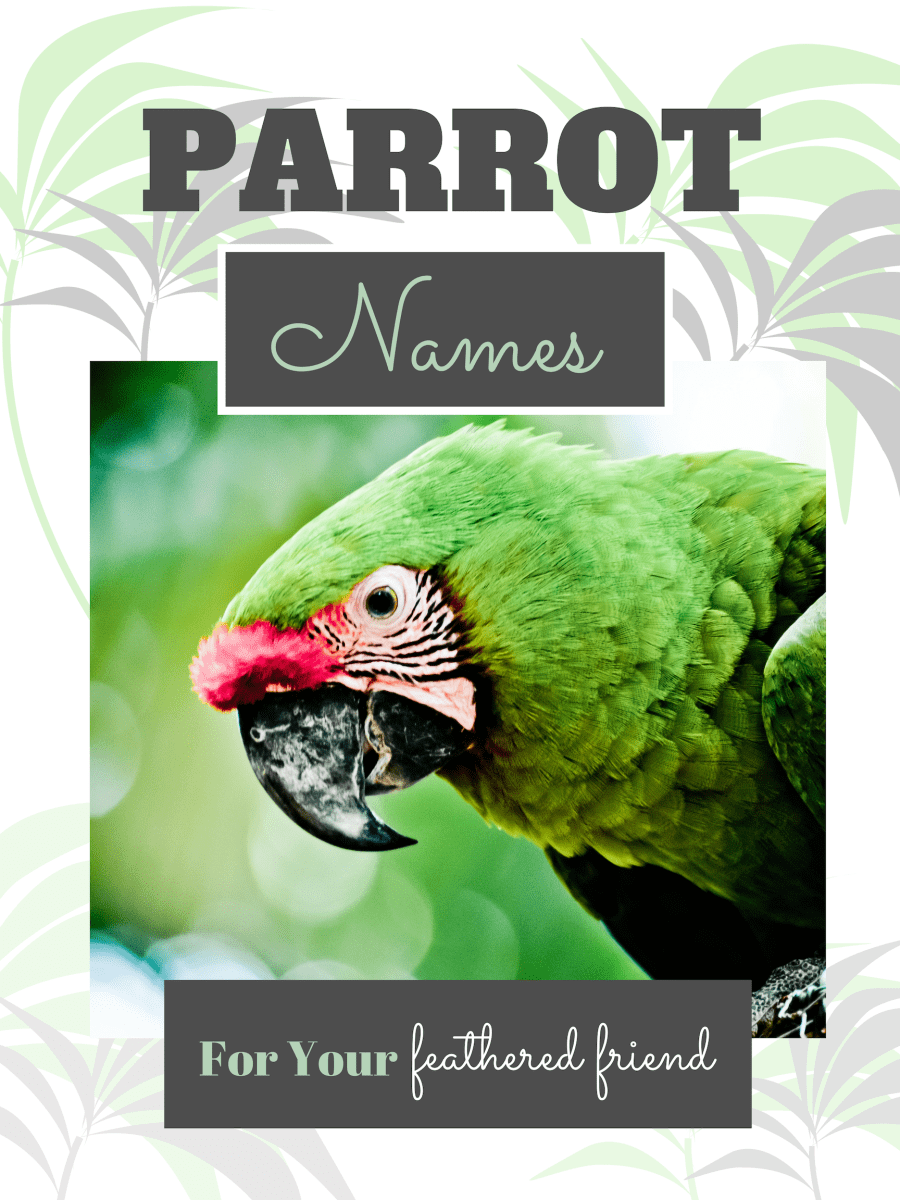What Are Good Parrot Names? 100 Name Ideas for Macaws and More PetHelpful