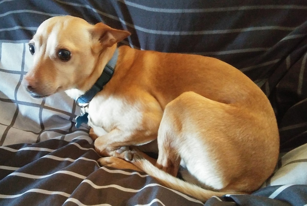 Canine PostTraumatic Stress Disorder or CPTSD in Dogs PetHelpful