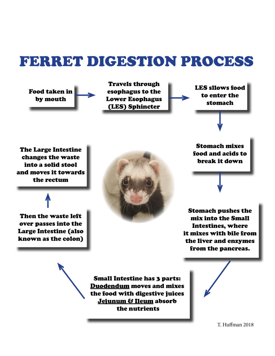All About a Ferret's Digestive System and Nutritional Needs PetHelpful