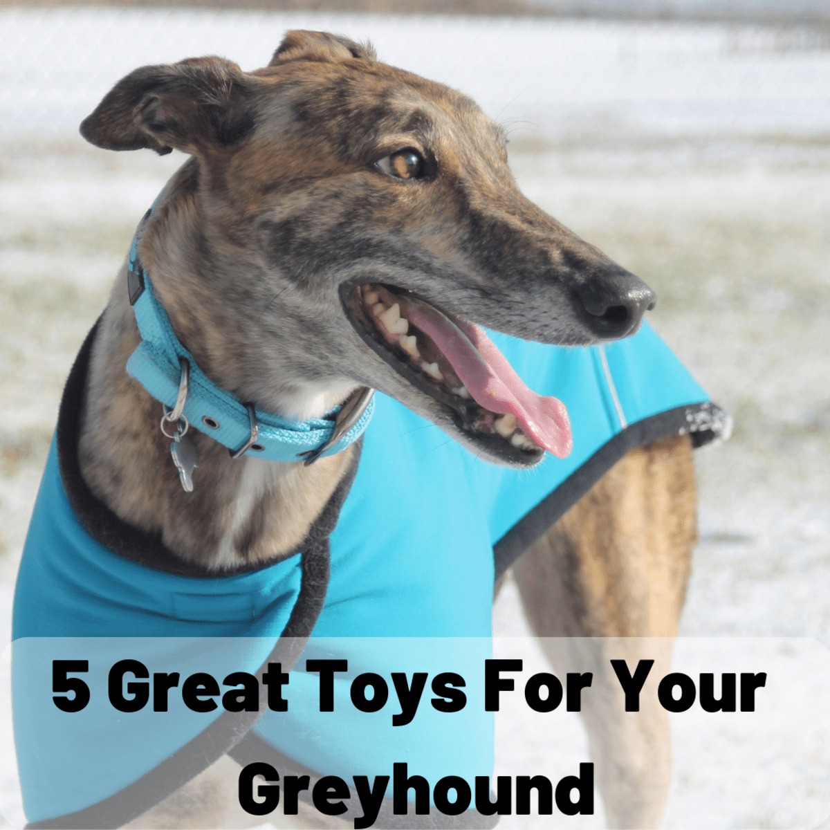5 Great Dog Toys Your Greyhound Will Love PetHelpful