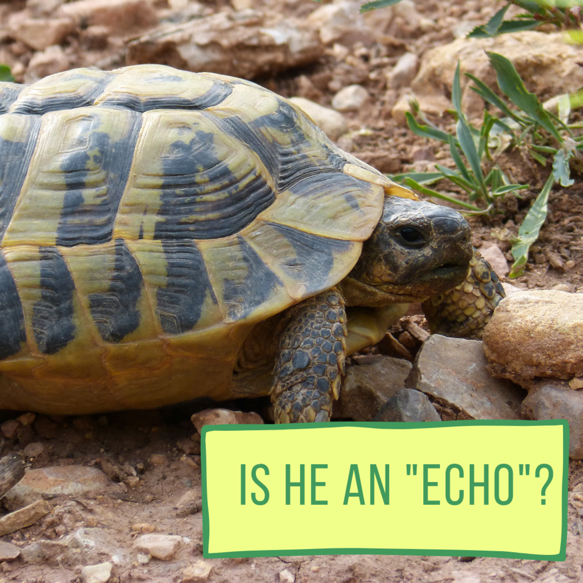 100+ Awesome and Fun Pet Turtle and Tortoise Names