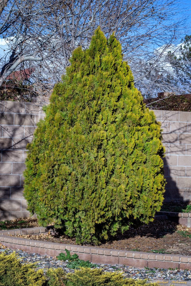 Create a Safe Haven for Your Backyard Birds by Planting a Leyland