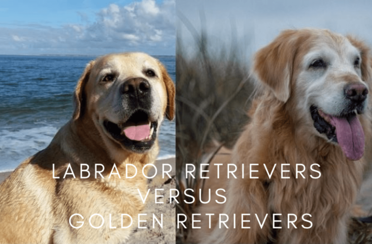 8 Differences Between Labrador Retrievers and Golden