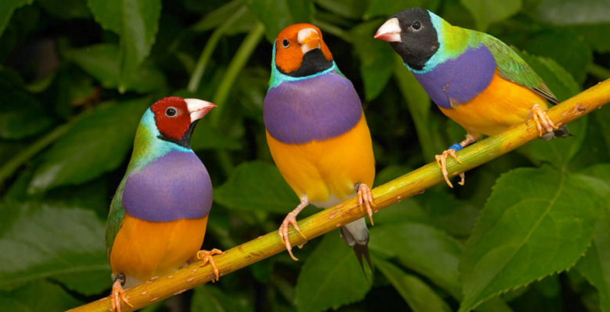 Rainbow Plumage Makes the Gouldian Finch One of the World's Most