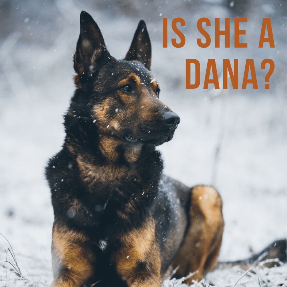 100+ Unisex Dogs Names That Work for Both Male and Female Pets PetHelpful
