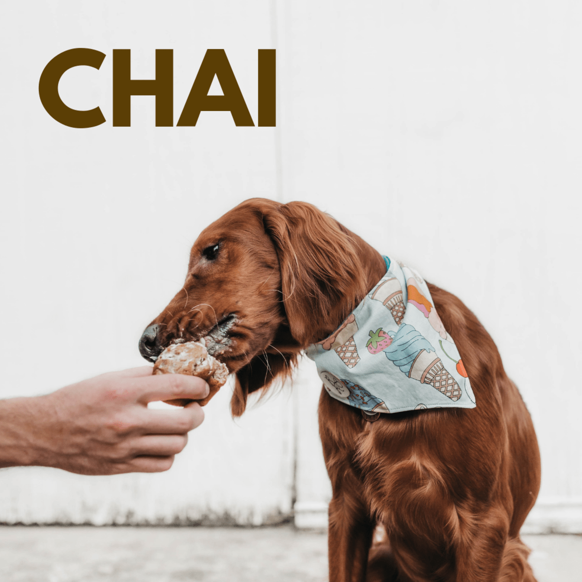200+ Adorable, Delicious FoodInspired Dog Names (for Foodies) PetHelpful
