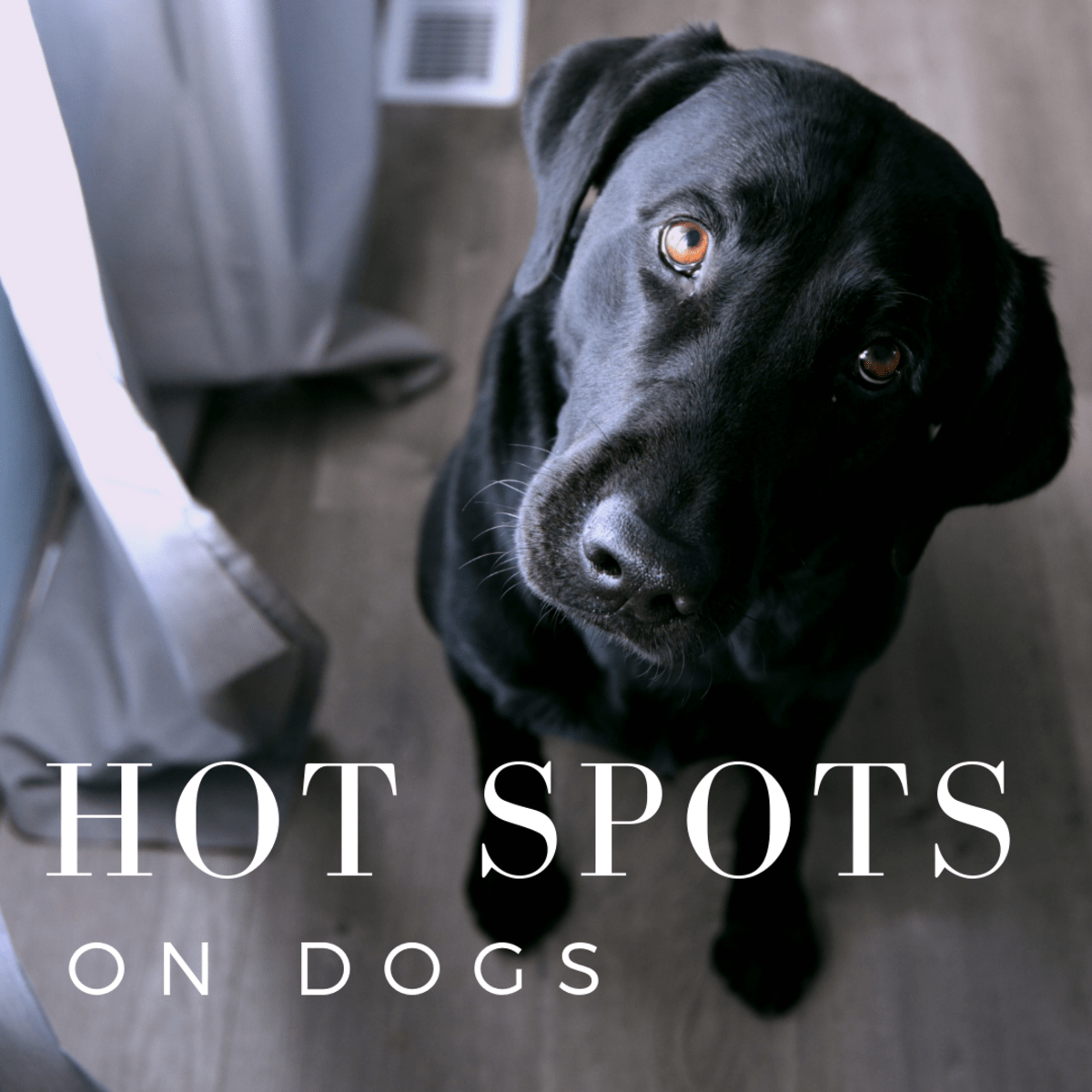 What Causes Hot Spots on Dogs? PetHelpful