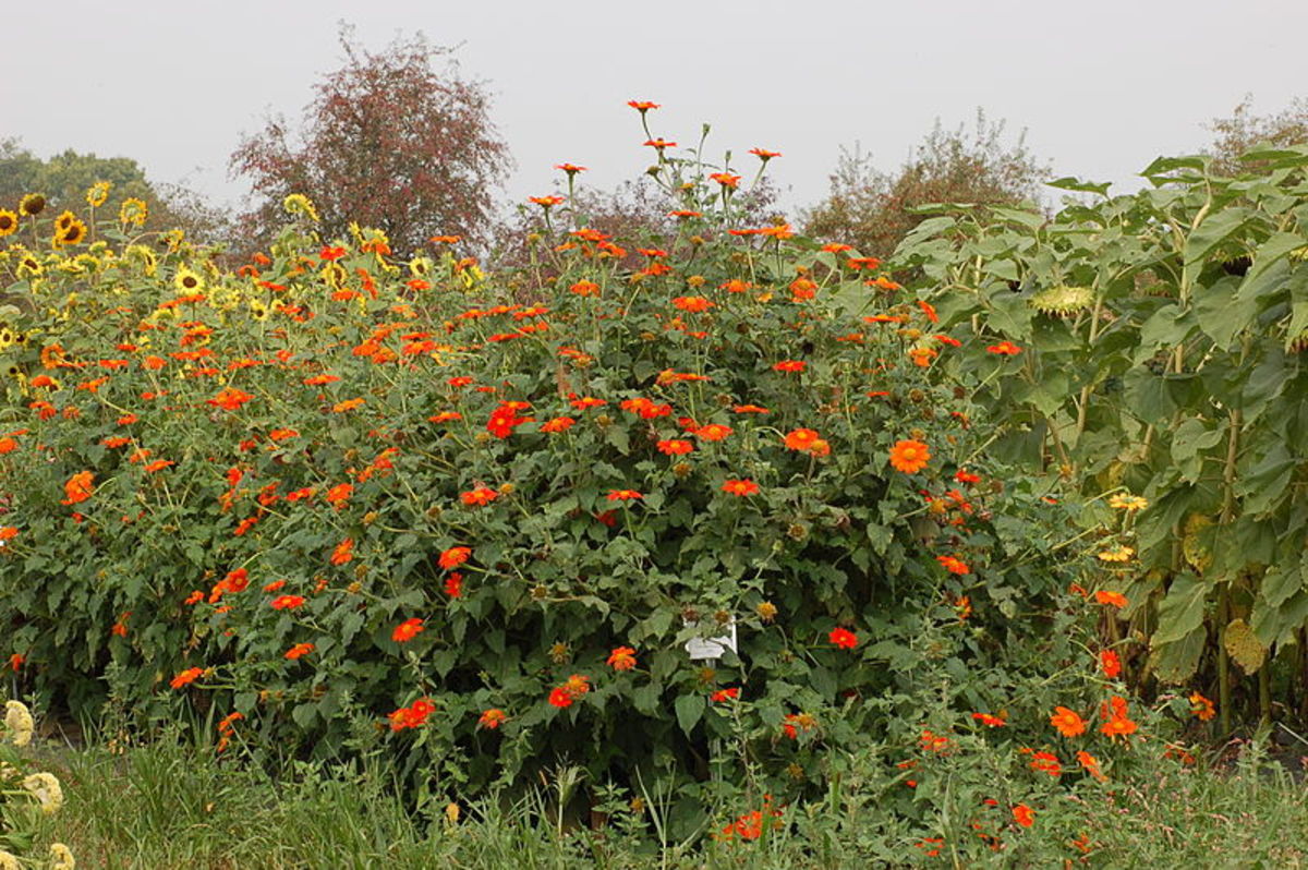 How to Grow Tithonia (Mexican Sunflowers) Dengarden