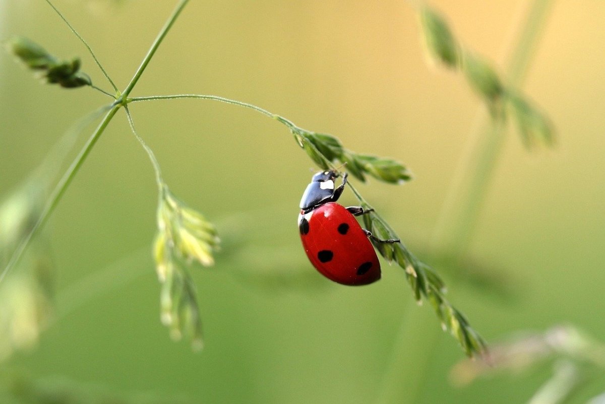 Do Carpet Beetles Look Like Ladybugs Carpet Vidalondon