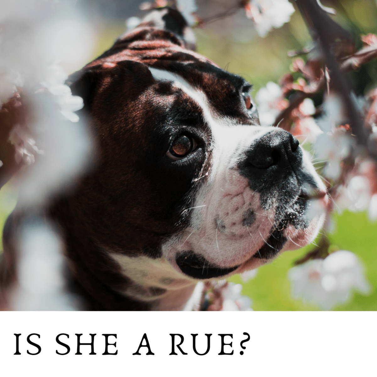 150+ Beautiful Flower Names for Dogs PetHelpful