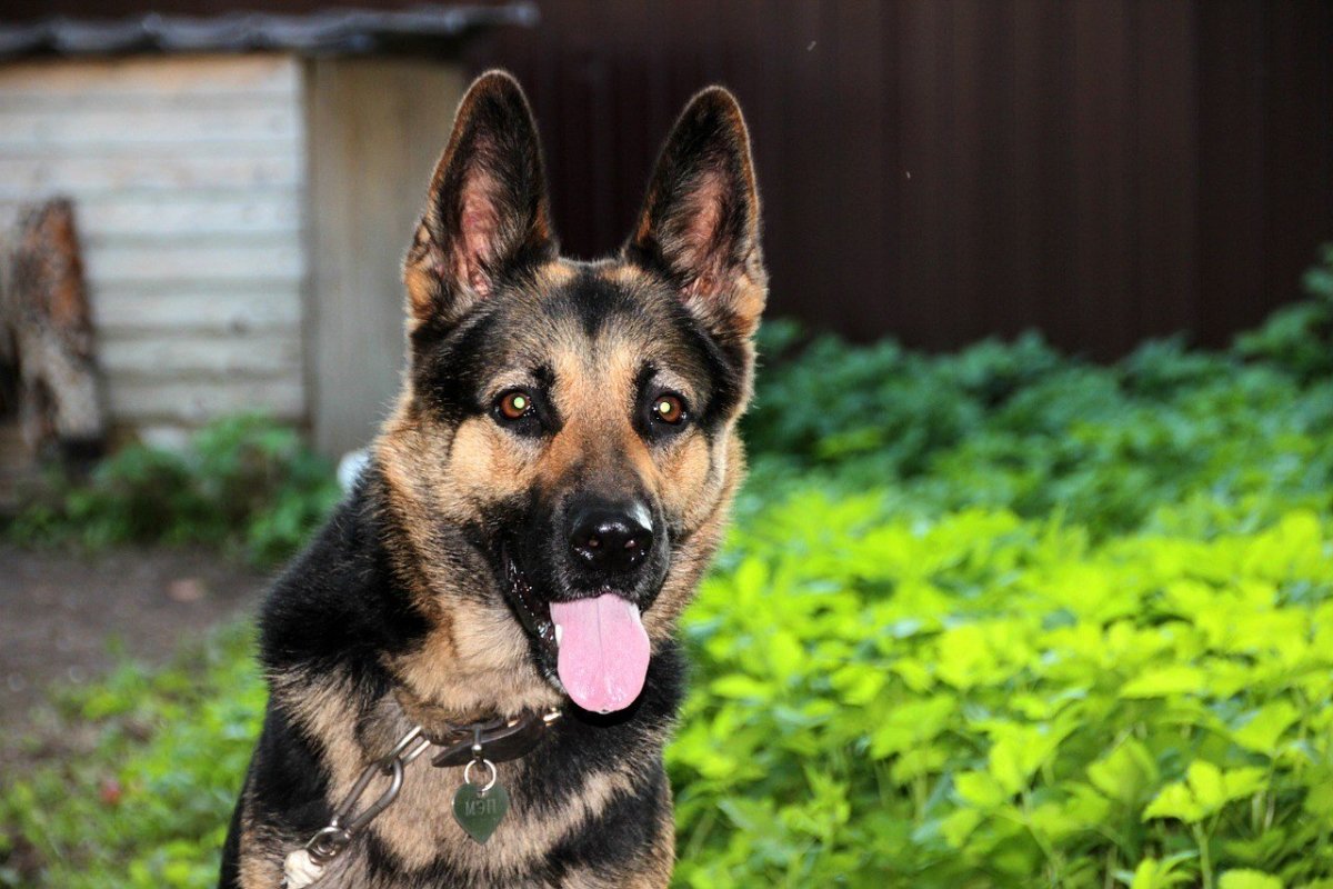 Different Types of ShortHaired German Shepherds PetHelpful