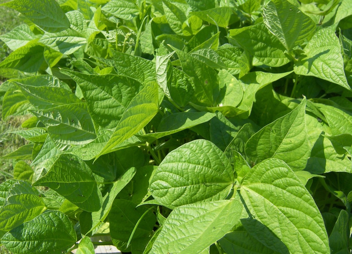 Growing Green Beans in Ohio Dengarden